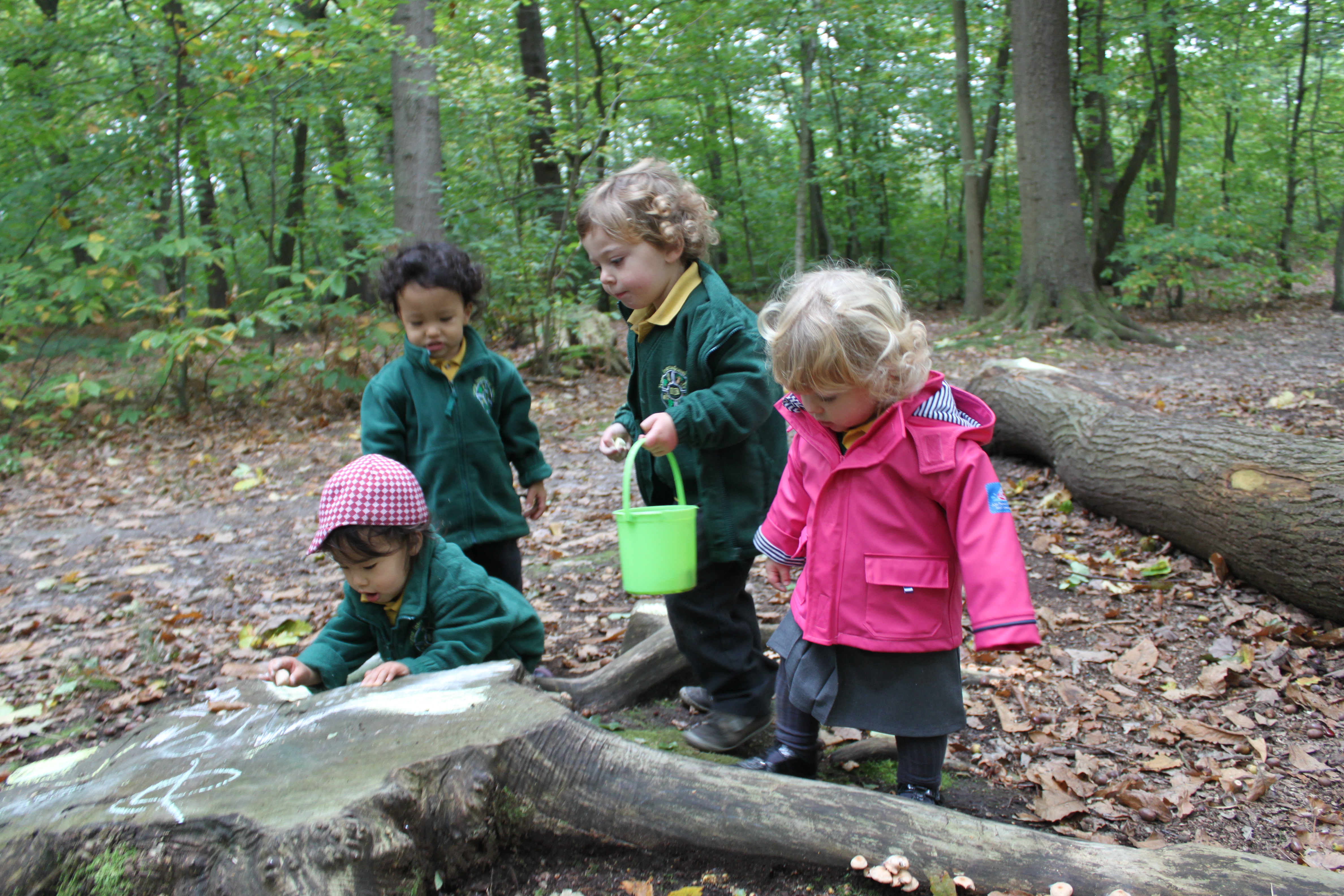Primary school forest activities