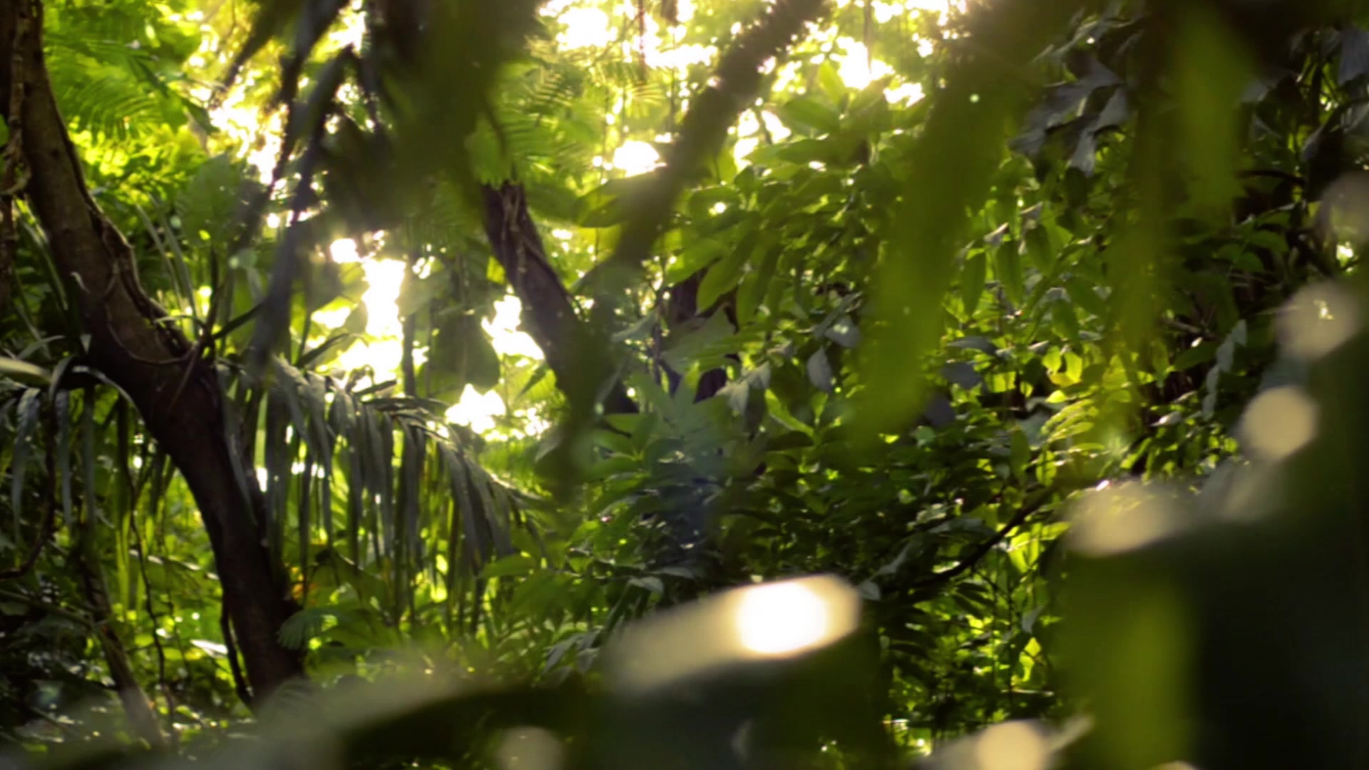 Children learning in nature at Forest International School